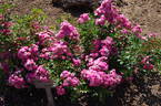 Degenhard rose photo