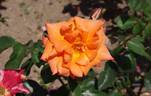 Slovenka rose photo
