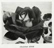 Christian Dior rose photo