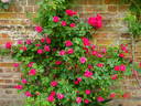 George Vancouver rose photo