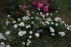 Kent rose photo