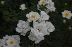 Kent rose photo