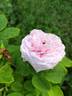 Madame Jules Finger rose photo