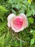 Pearly Gates ™ rose photo
