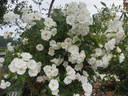 Kent rose photo