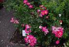 Alex Lutz® rose photo
