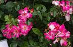 Alex Lutz® rose photo