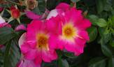 Alex Lutz® rose photo