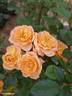 Apricot Clementine ® rose photo