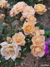 Apricot Clementine ® rose photo