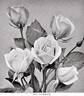 Mrs. F. F. Thompson rose photo