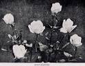 White Shawyer rose photo