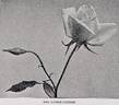 Mrs. George Gordon rose photo