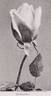 Gorgeous rose photo