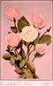 Mrs. F. F. Thompson rose photo