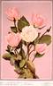 White Shawyer rose photo