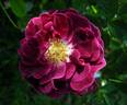 Tuscany rose photo