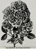 Poughkeepsie rose photo