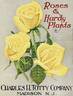 Souvenir de Claudius Pernet rose photo