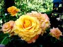 Amber Flush rose photo