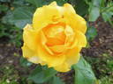 Gold Reef ® rose photo