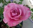 CIty of Torrance rose photo