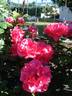 Romanze ® rose photo