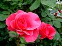 Romanze ® rose photo