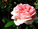 Eve Ruggieri rose photo