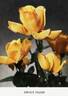 Spek's Yellow rose photo