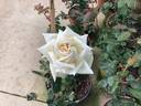 Amelia Earhart rose photo