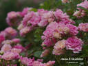 Anna Eriksdotter rose photo