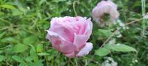 Dr. Masaryk rose photo