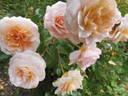Schloss Eutin ® Fairy Tale rose photo