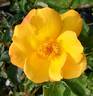 Sunglow rose photo