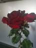 Black Lace rose photo