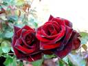 Bertrand Amoussou rose photo