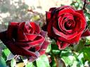 Bertrand Amoussou rose photo