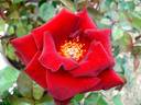 Bertrand Amoussou rose photo