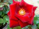 Bertrand Amoussou rose photo