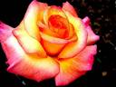 Soledad rose photo