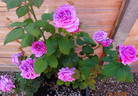 Dr. O'Donel Browne rose photo