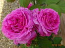 Dr. O'Donel Browne rose photo