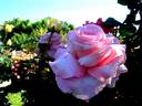 Carole Bouquet rose photo