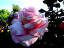 Carole Bouquet rose photo