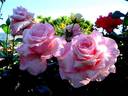 Carole Bouquet rose photo