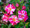 Stars 'n' Stripes rose photo