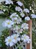 Huldine clematis photo