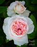 Blush Veranda ® rose photo