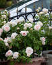 Blush Veranda ® rose photo